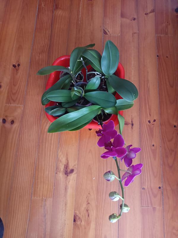 Abrir modal de revisión 1 de 1