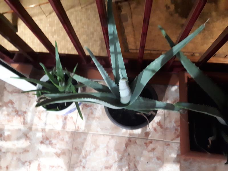 Abrir modal de revisión 5 de 5