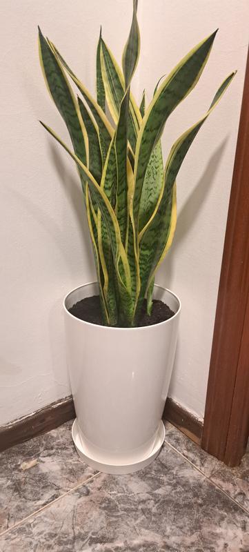 Abrir modal de revisión 2 de 2