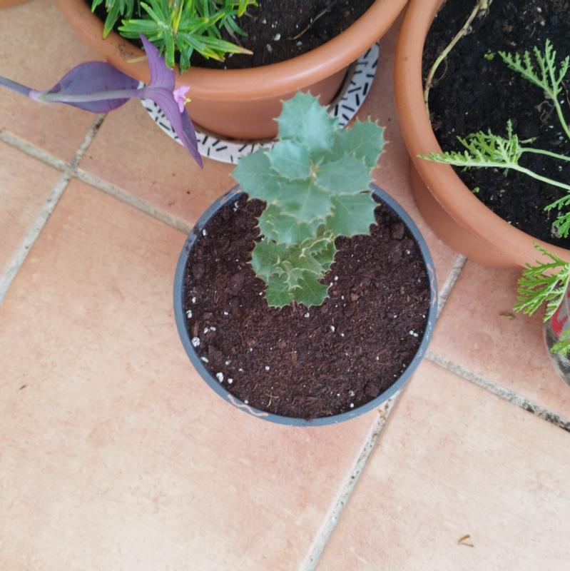 Abra o modal de avaliação 1 de 1