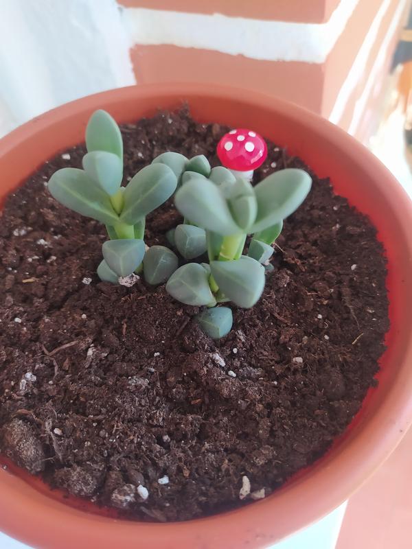 Revisione aperta modale 1 su 1