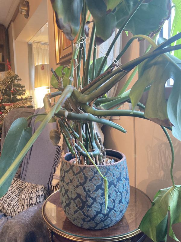 Abrir modal de revisión 1 de 1