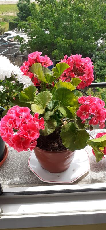 Abrir modal de revisión 2 de 3