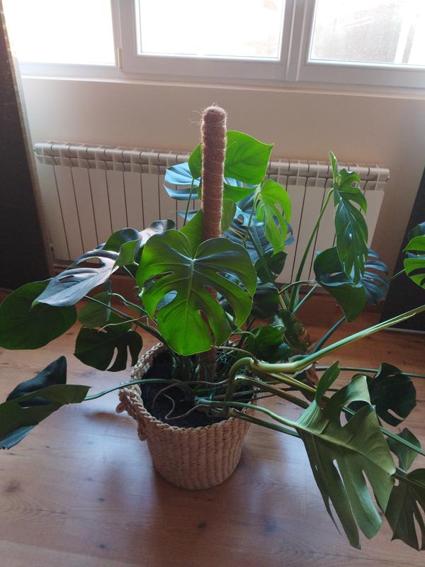 Abrir modal de revisión 1 de 1