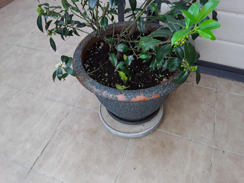 Abrir modal de revisión 1 de 1