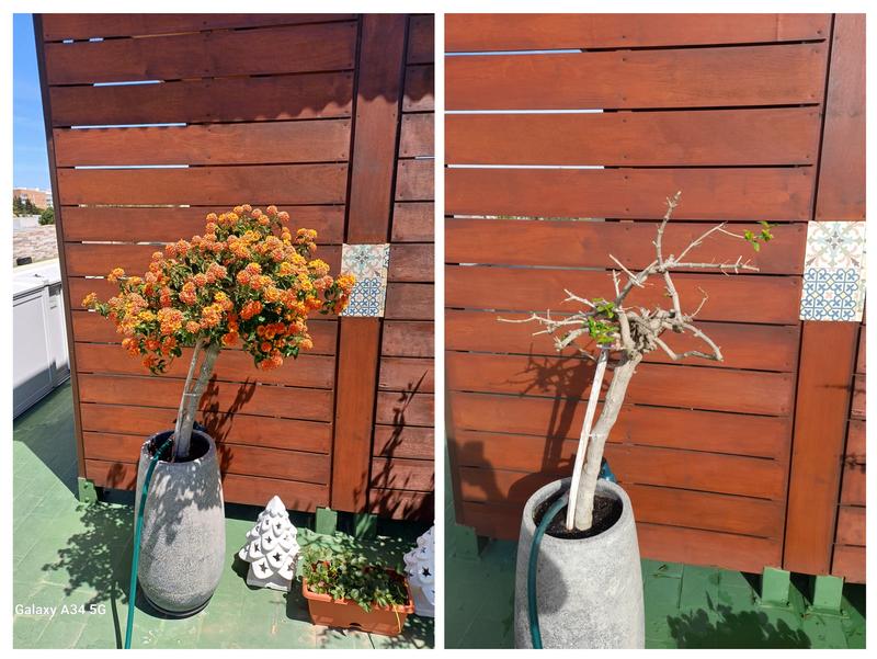 Abrir modal de revisión 1 de 1