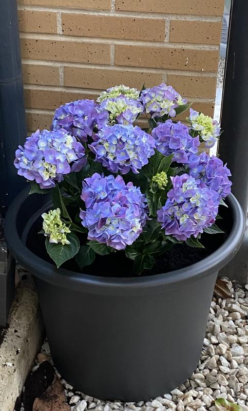 Abra o modal de avaliação 1 de 1