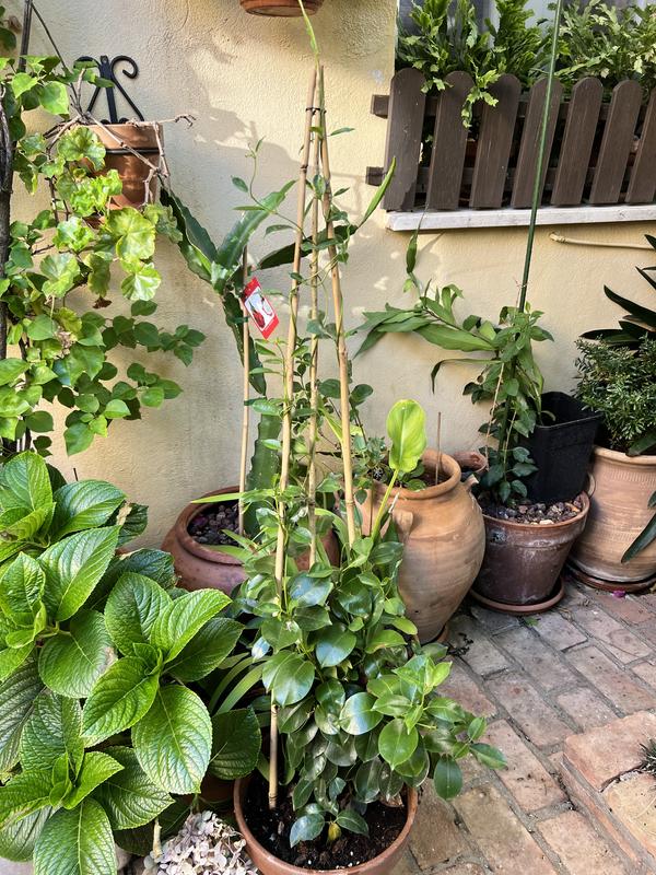 Abra o modal de avaliação 1 de 2