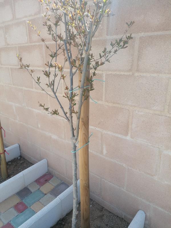 Abrir modal de revisión 1 de 1