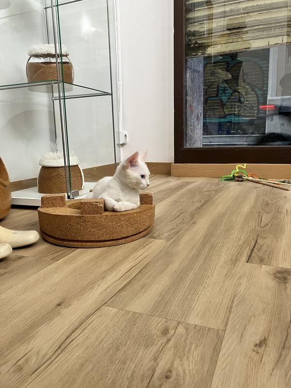 Abrir modal de revisión 1 de 1