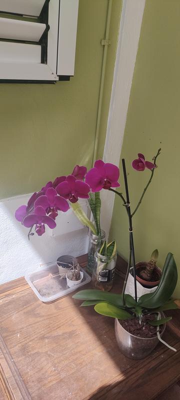 Abrir modal de revisión 1 de 1