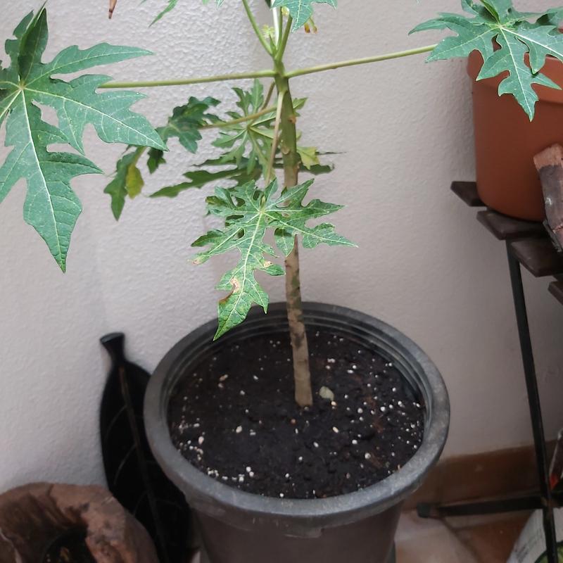 Abra o modal de avaliação 1 de 1