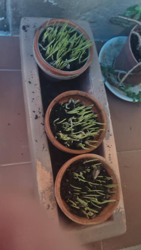 Abrir modal de revisión 2 de 2