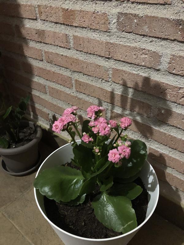 Abrir modal de revisión 1 de 2