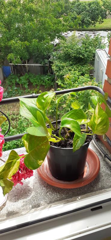 Abrir modal de revisión 1 de 3