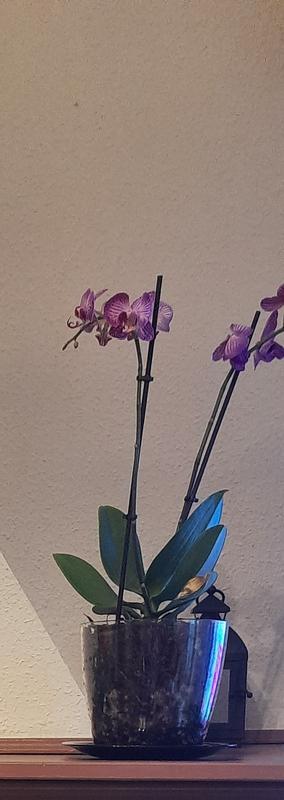 Revisione aperta modale 1 su 1