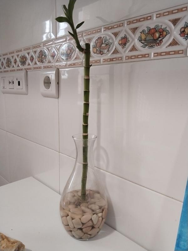 Abrir modal de revisión 1 de 1