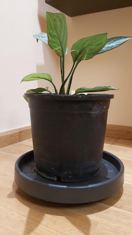 Abrir modal de revisión 1 de 1