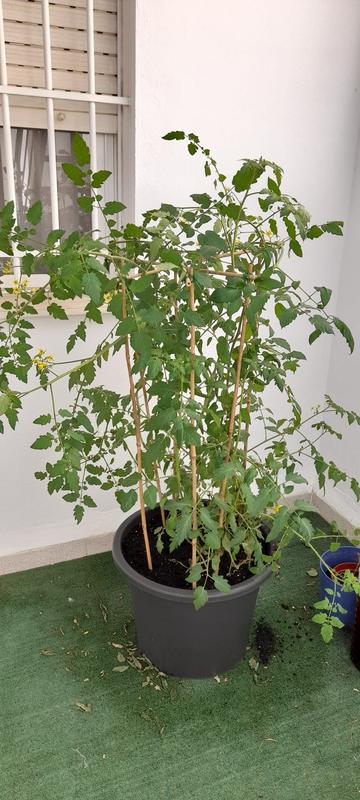 Abra o modal de avaliação 1 de 3