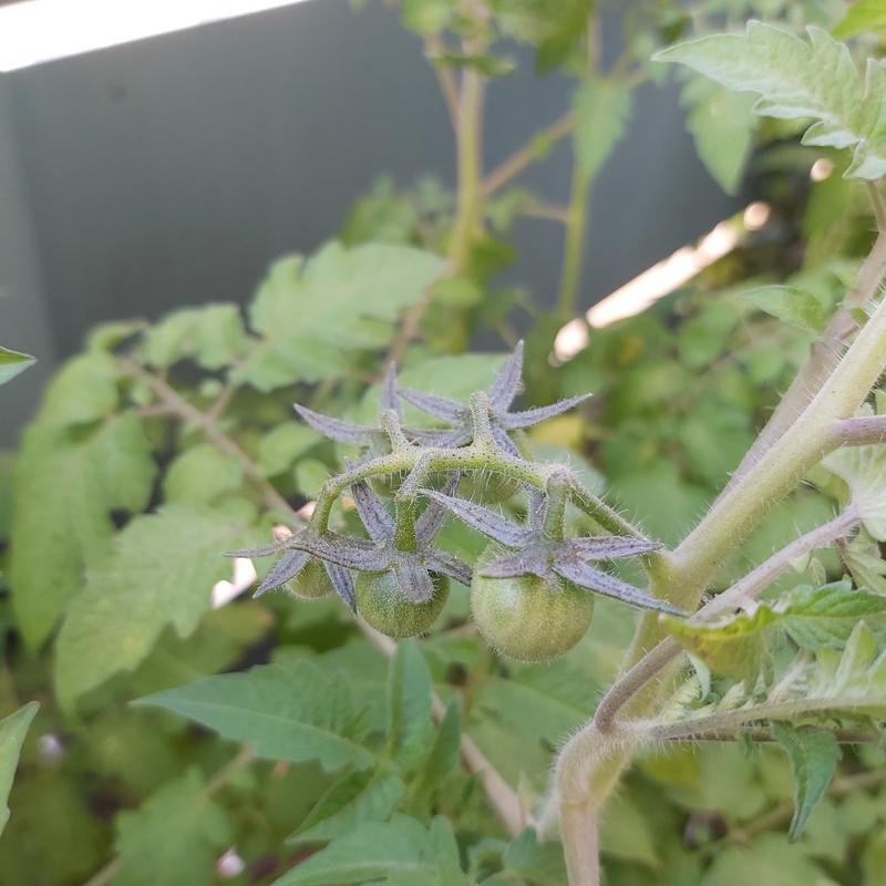 Abrir modal de revisión 1 de 1