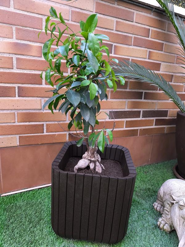 Abrir modal de revisión 1 de 1