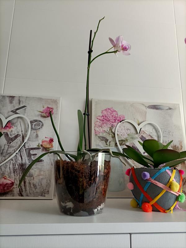 Revisione aperta modale 2 su 2