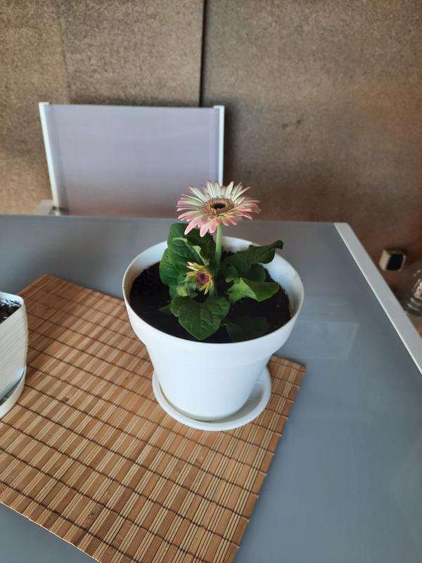 Abrir modal de revisión 1 de 1