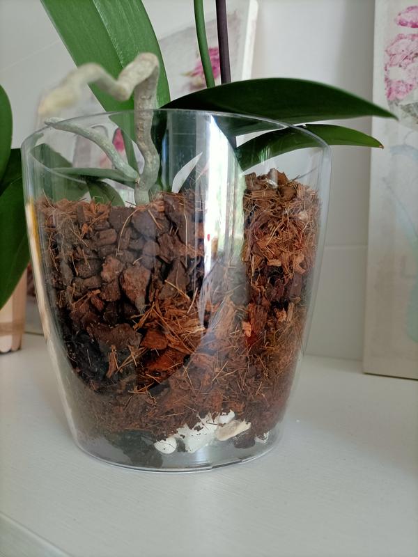 Revisione aperta modale 1 su 2