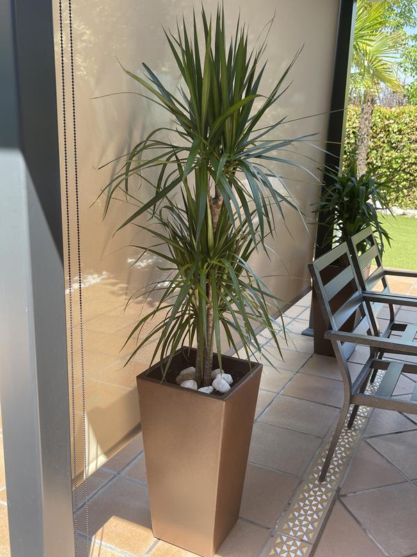 Abrir modal de revisión 1 de 1