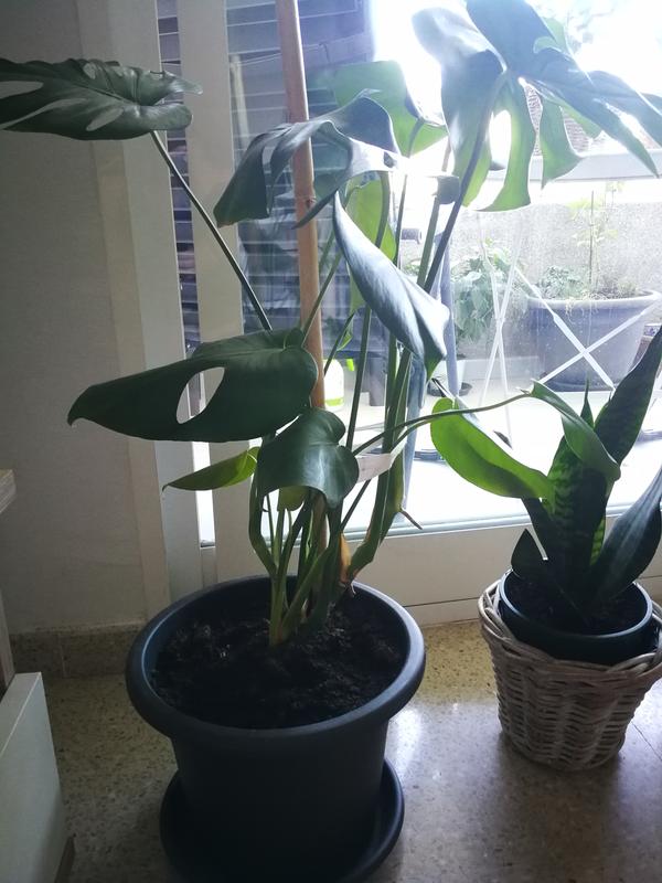 Abra o modal de avaliação 1 de 1