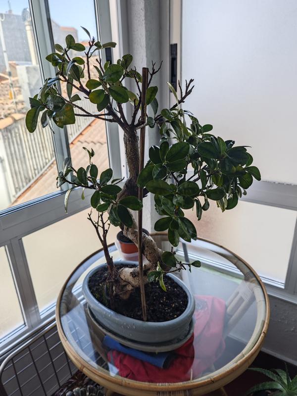 Abra o modal de avaliação 1 de 1