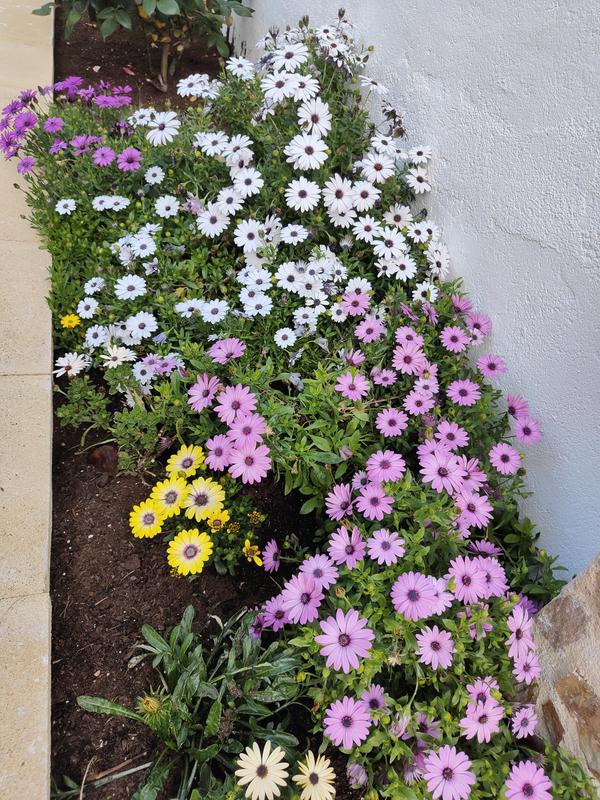 Abrir modal de revisión 1 de 1