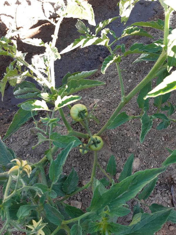 Abrir modal de revisión 1 de 1