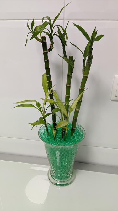 Abrir modal de revisión 1 de 1