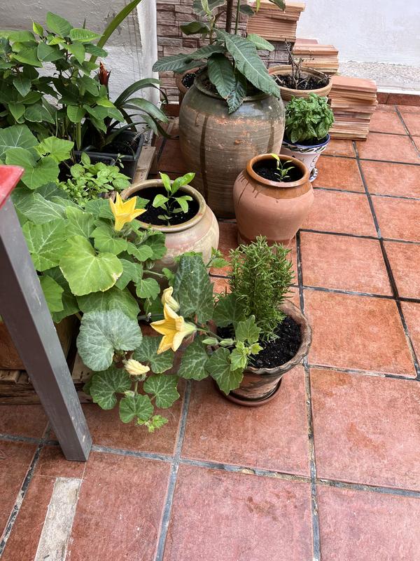 Abrir modal de revisión 2 de 2