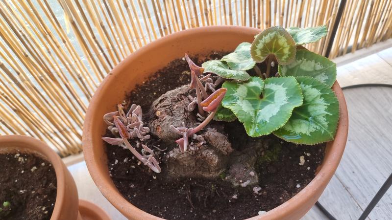 Abrir modal de revisión 1 de 1