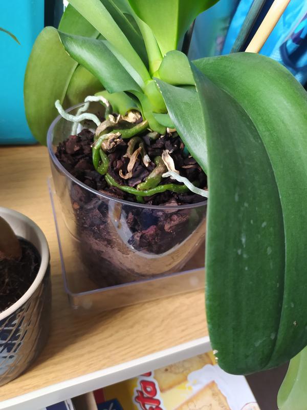 Revisione aperta modale 1 su 1