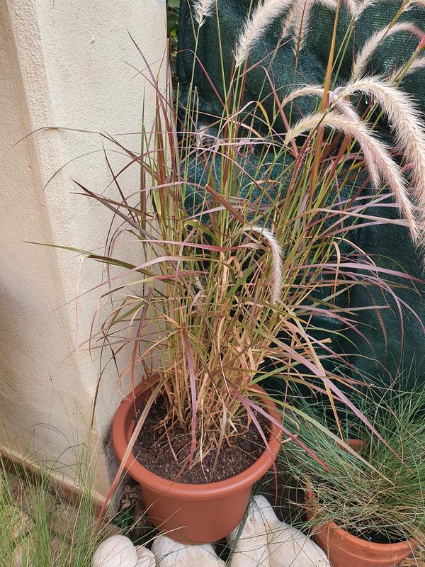 Abra o modal de avaliação 2 de 2