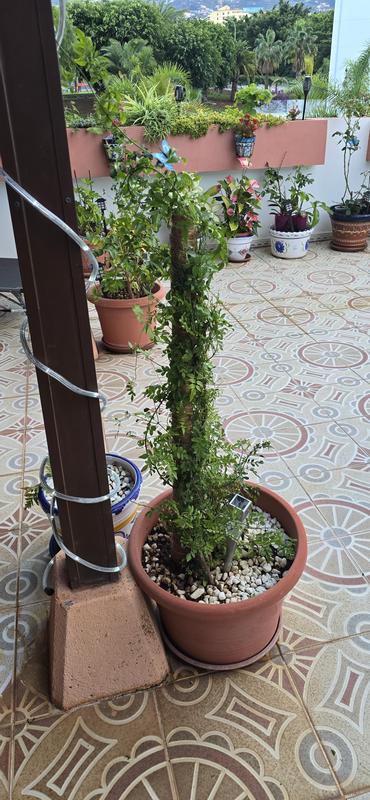 Abrir modal de revisión 1 de 1