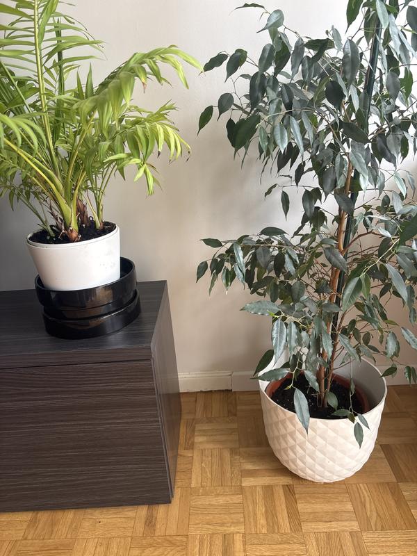 Abrir modal de revisión 2 de 2