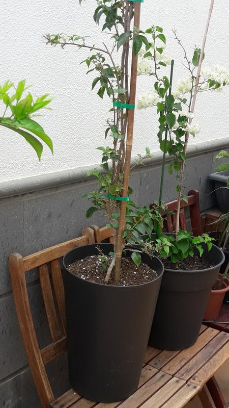 Abrir modal de revisión 2 de 2