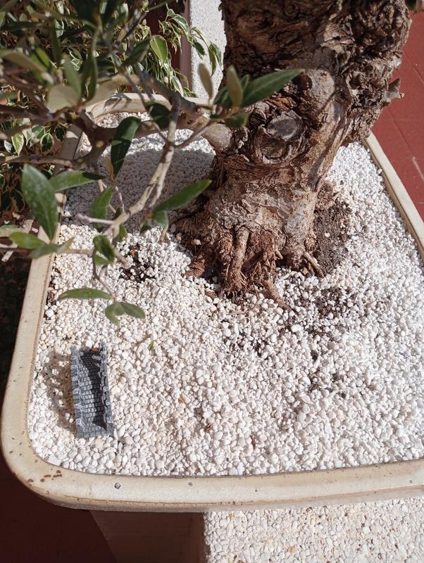 Abrir modal de revisión 1 de 1