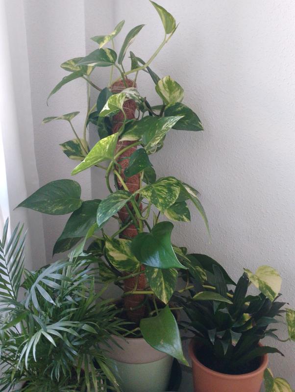 Ouvrir la fenêtre modale de l'avis 1 sur 1