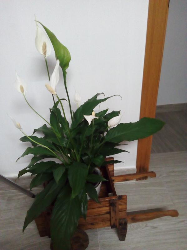 Planta con flores Spathiphyllum en maceta de 17 cm | Leroy Merlin