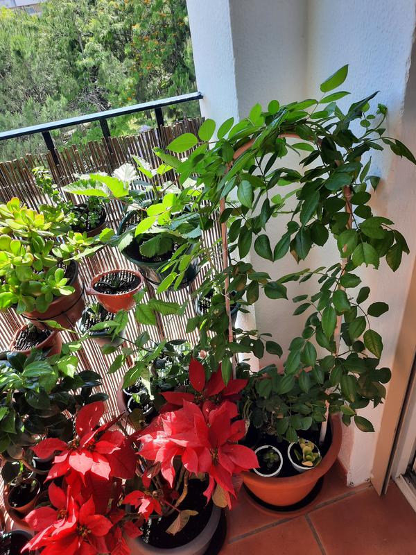 Abrir modal de revisión 1 de 2