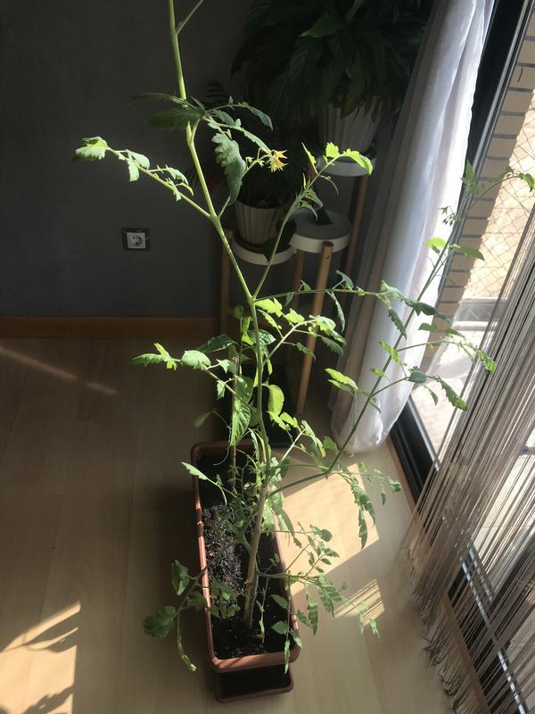 Abrir modal de revisión 1 de 1