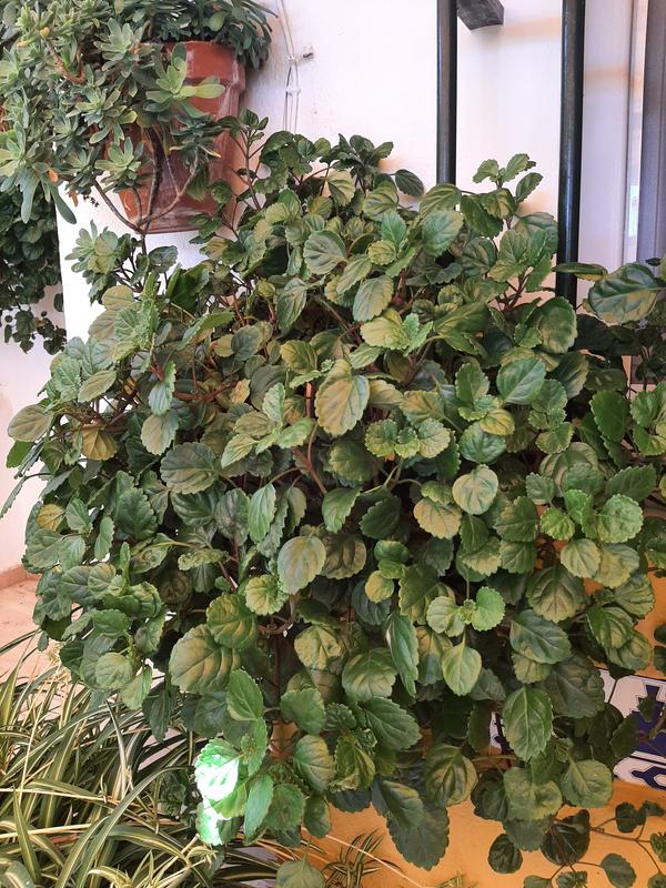 Abrir modal de revisión 2 de 2