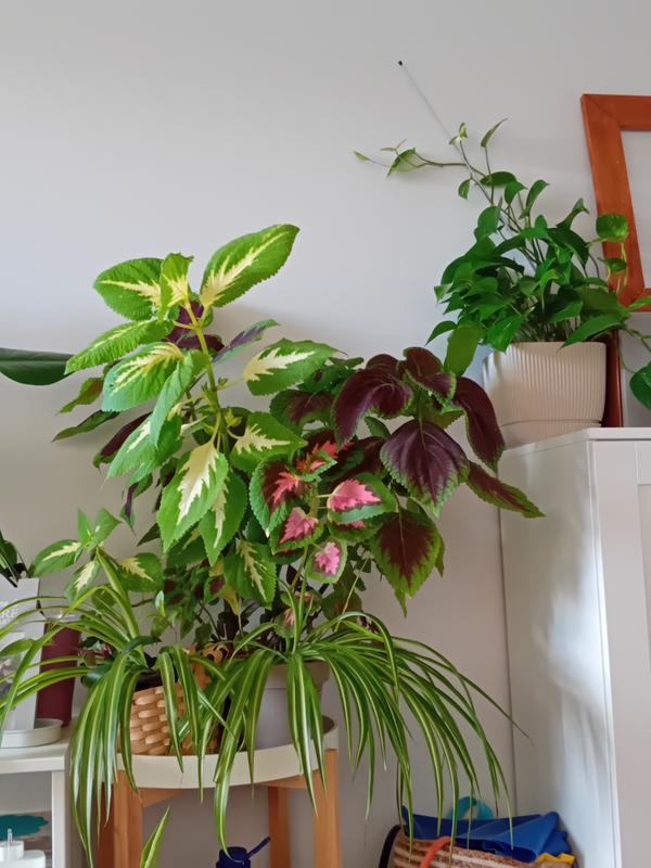 Abrir modal de revisión 1 de 1