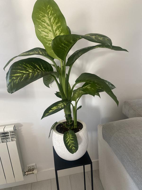 Abra o modal de avaliação 1 de 1