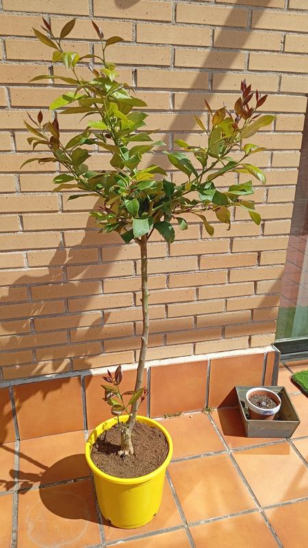 Abrir modal de revisión 1 de 1